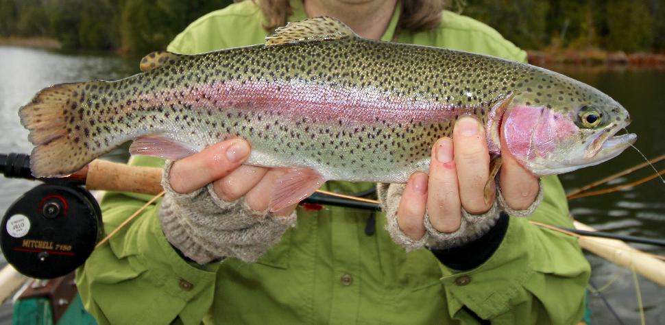 Rainbow trout