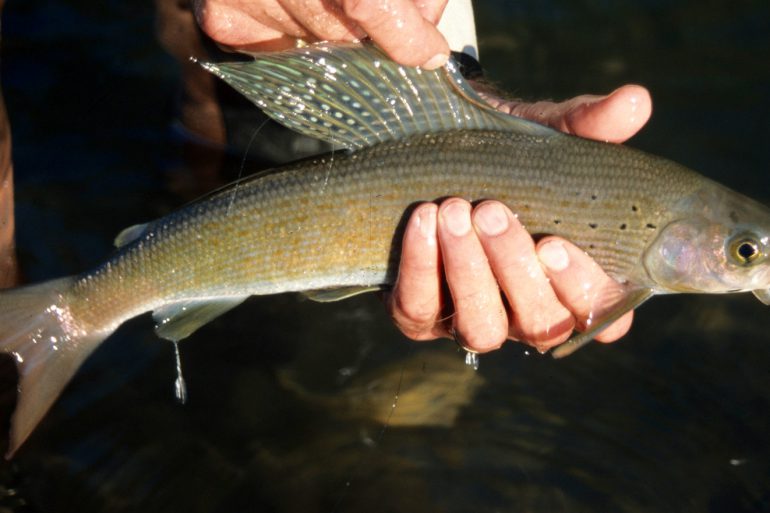 Image Via: Duane Radford