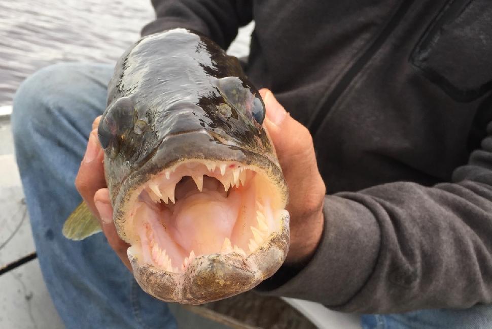 Muskies and pike aren’t the only monsters in the lakes around Hearst, Ontario, says Brad Brookfield. And this fearsome walleye face proves his point.