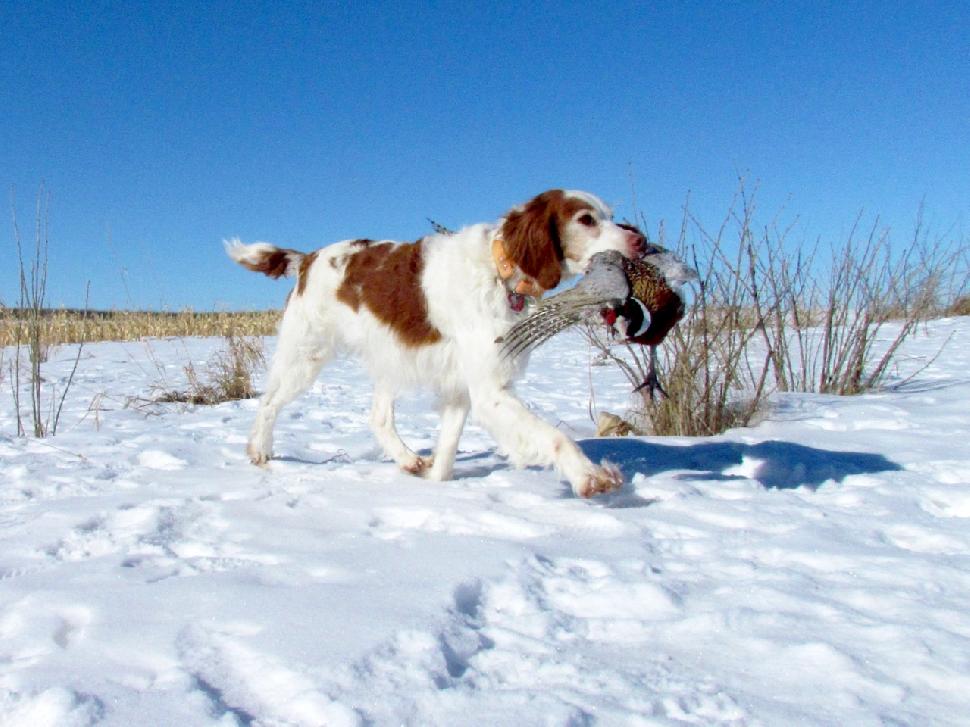 Credit: Wes David Along with retrieving, dogs are great for flushing pheasants from snowy cover