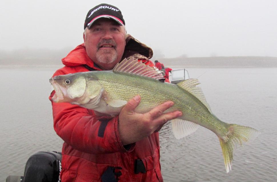 Credit: Brian Kotak. Lake Winnipeg’s famous greenback walleye are on the decline.