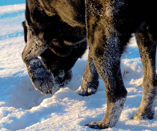 Lab in the snow