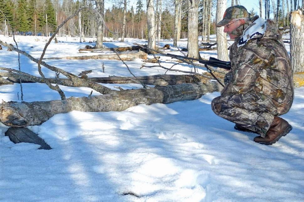 Credit: Al Voth Search for coyote tracks between food sources and secluded cover