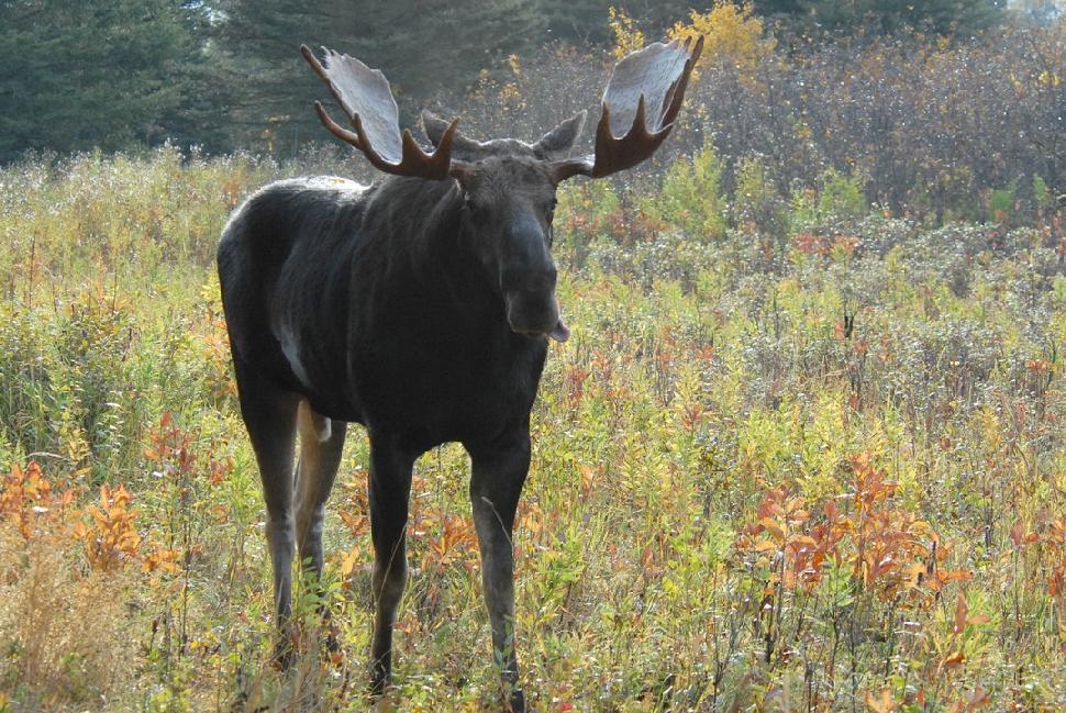 Credit: Vince Chrichton. Moose hunting regs may be the first to change.