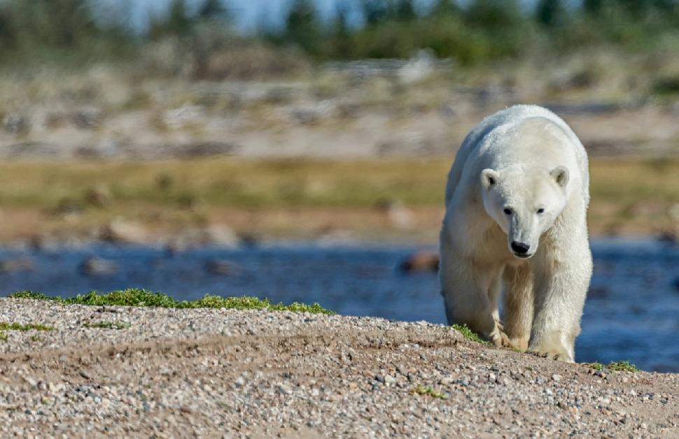 Polar bear