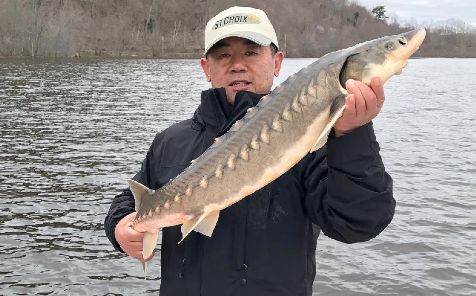 Sturgeon