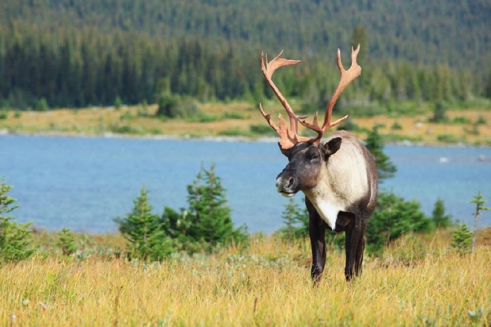 Caribou