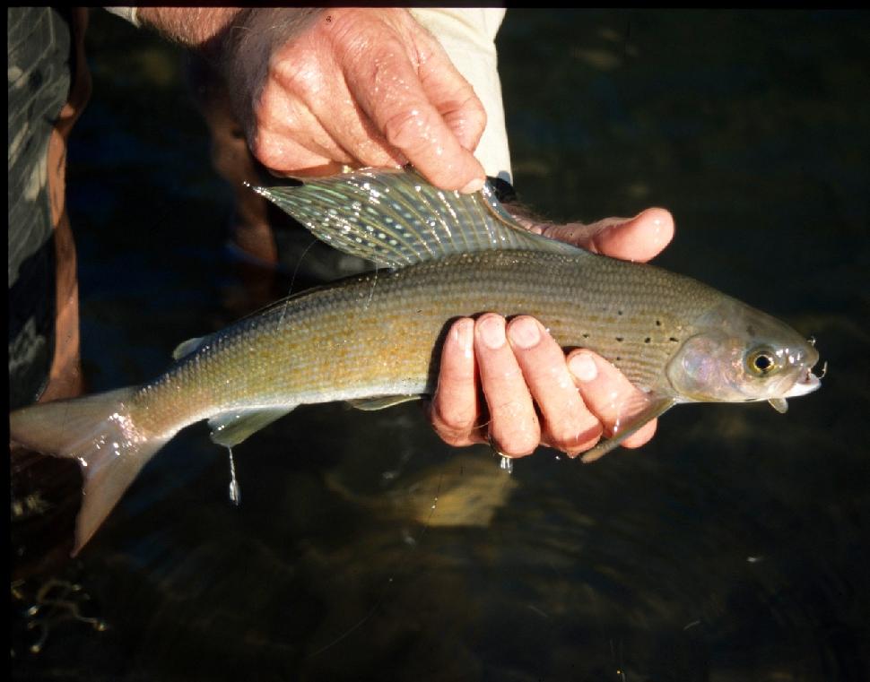 Credit: Duane Radford. Grayling fishing continues in the Eastern Slopes zone.