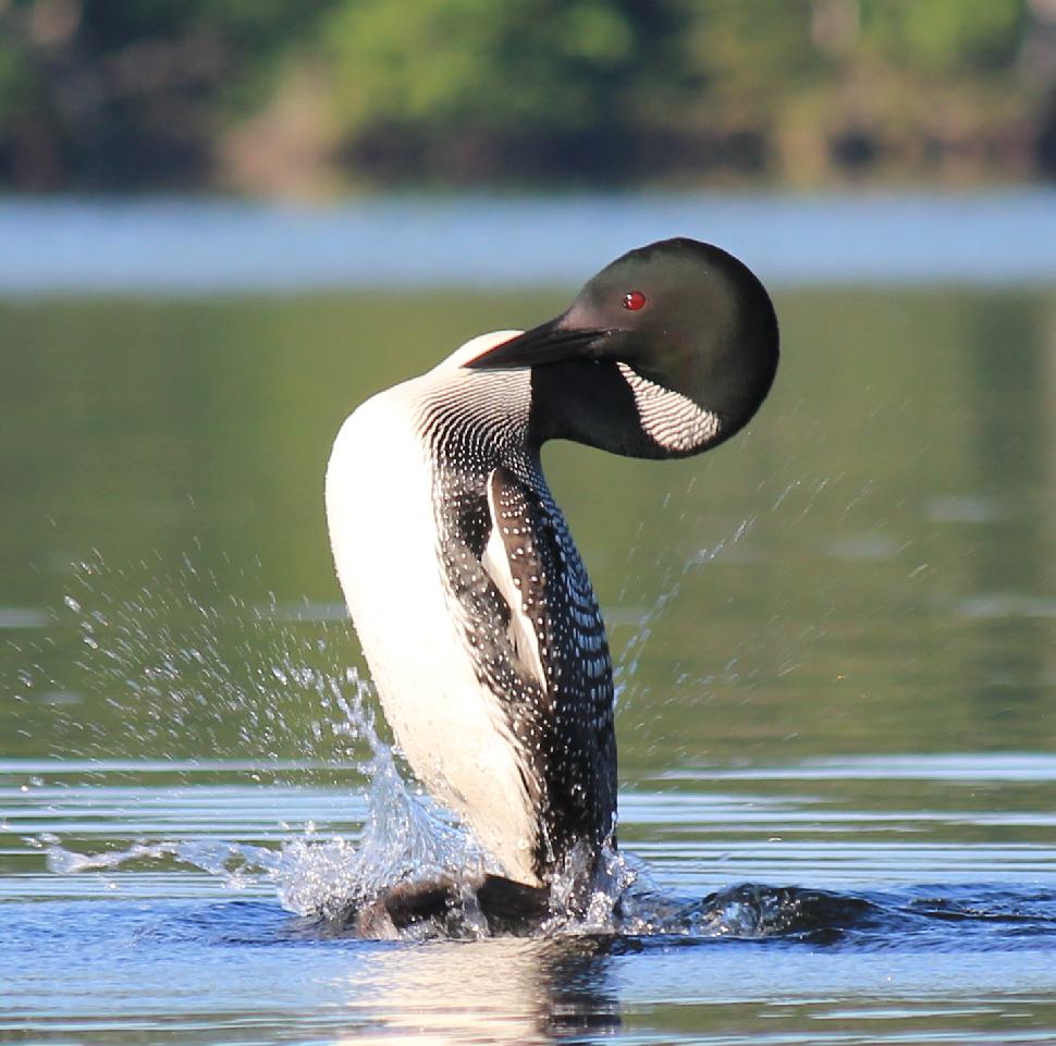 Loon on the surface