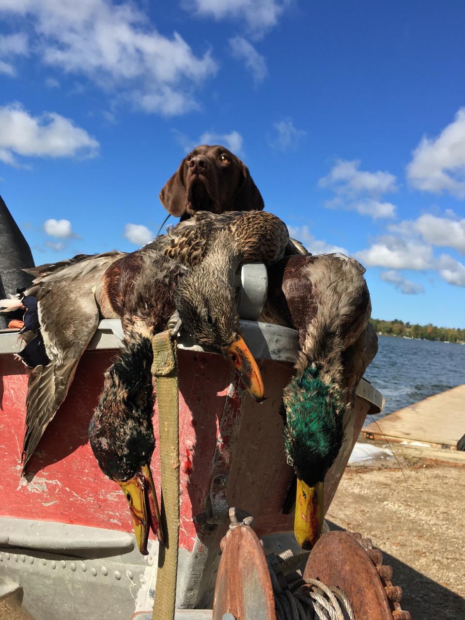 Dog and ducks