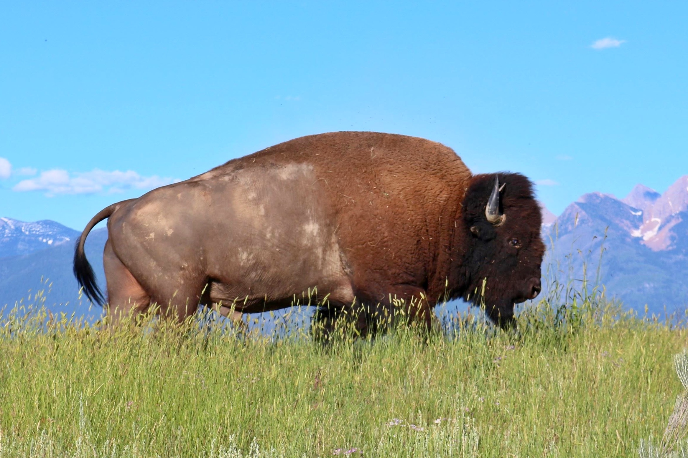 BISON 6 #pétard #pourtoi #boum