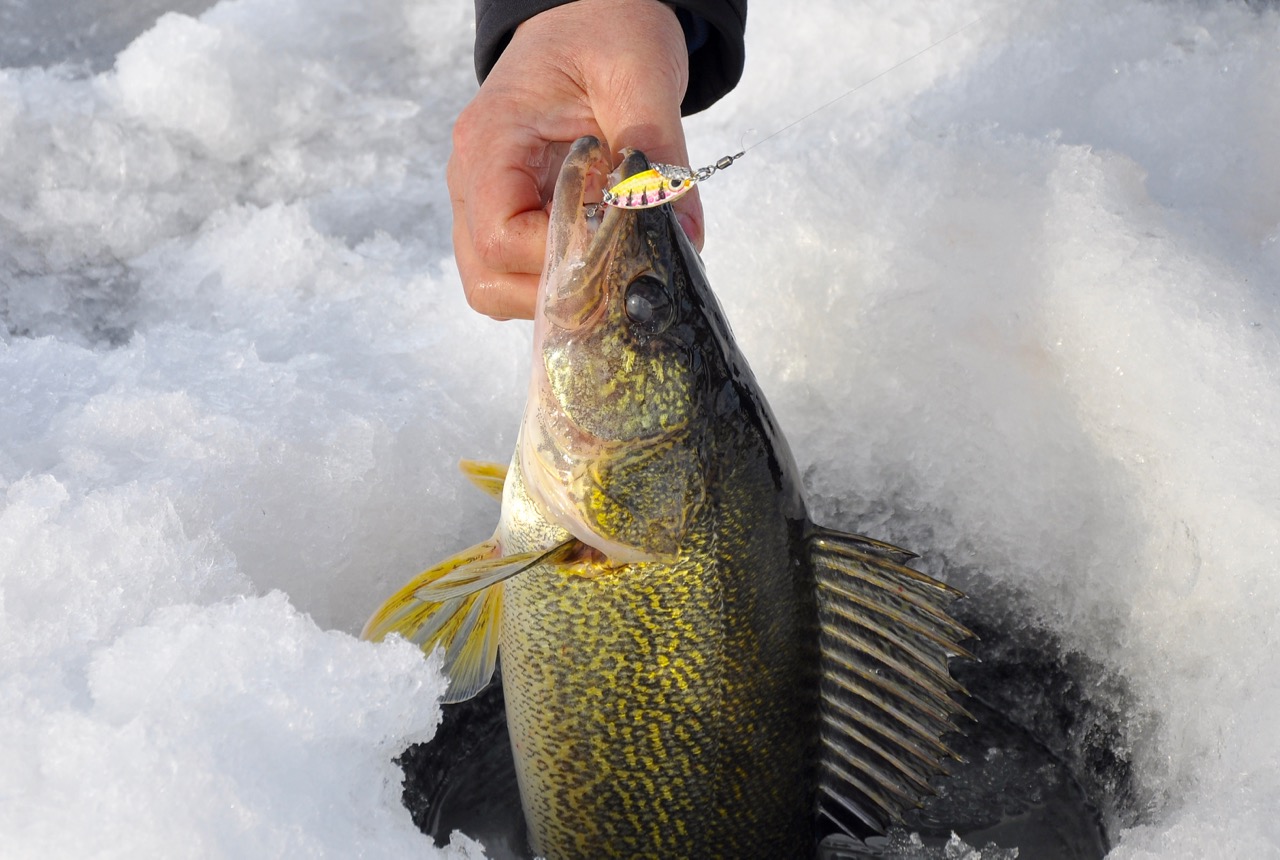 How to run-and-gun for big winter walleye: A guide to patterns