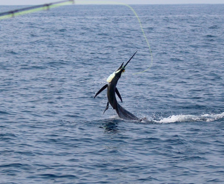 Want a challenging winter getaway? Try sailfish on a fly rod! • Outdoor  Canada