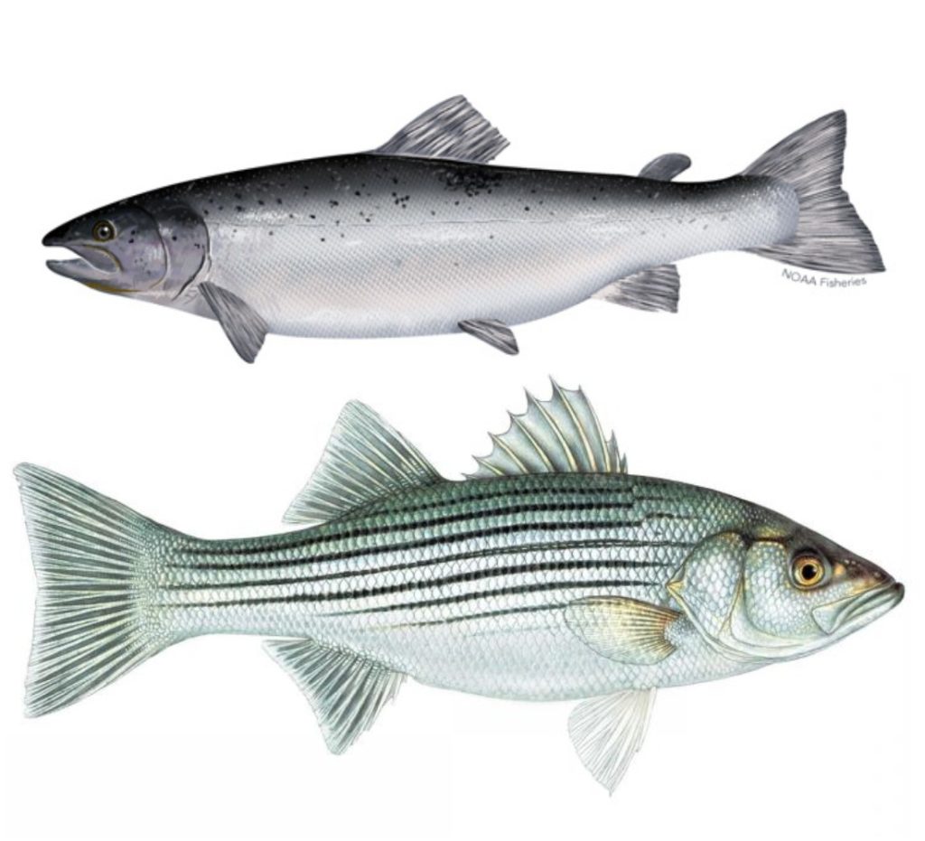 Striped Bass Vs Sea Bass Taste at Ana Martinez blog
