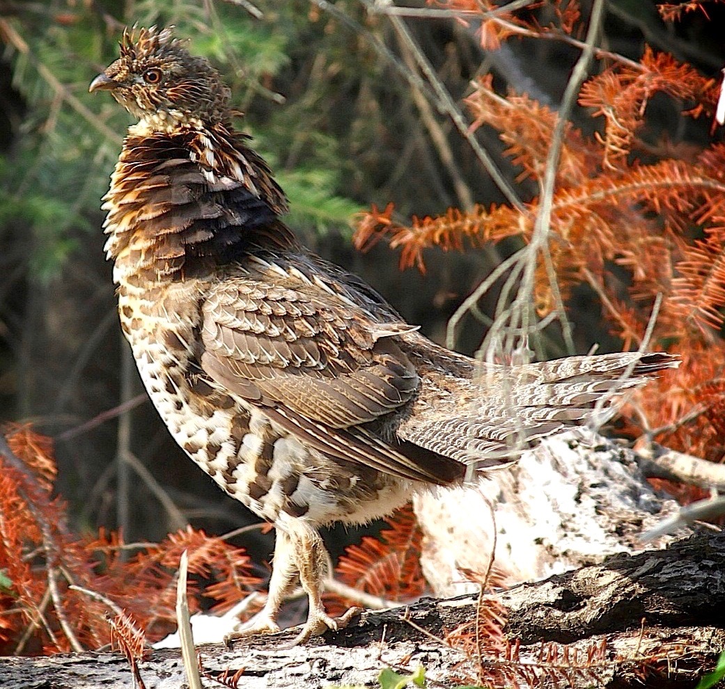 Where and how to hunt Canada’s most popular upland game birds • Page 6