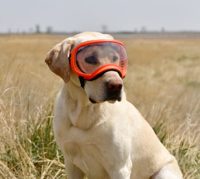 Eye protection for your hunting dog 3 things you need to know