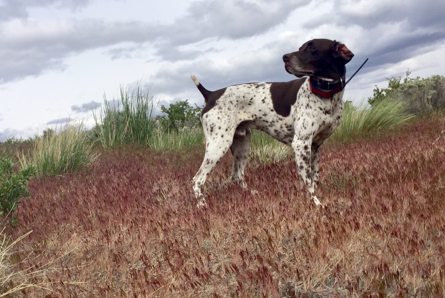 An e-collar can help rein in an over-eager dog