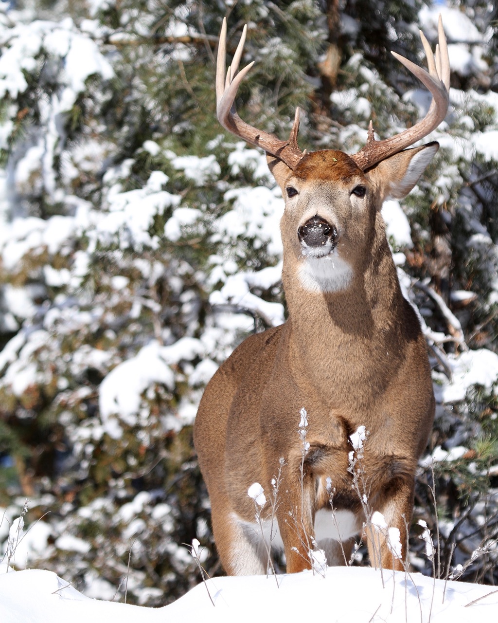 10 pro tricks for hunting lateseason whitetails • Outdoor Canada