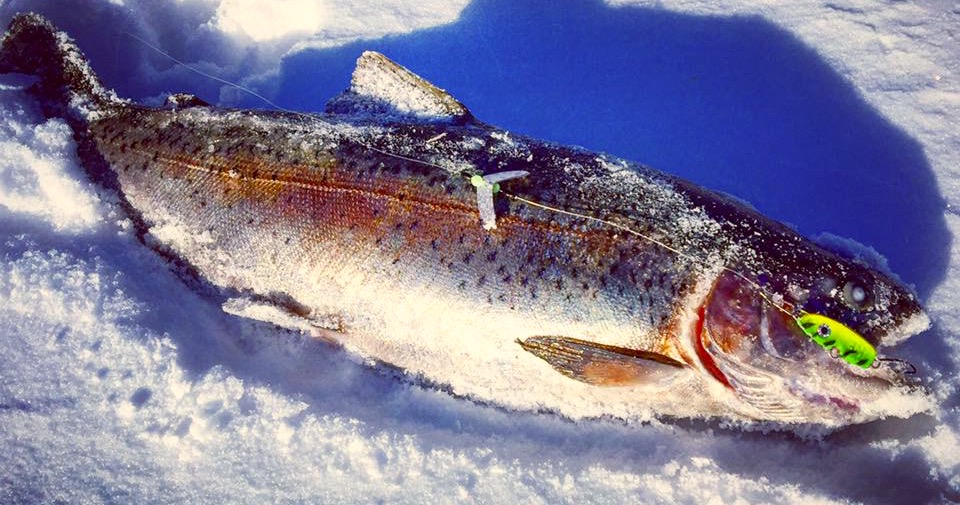 Jigging tricks to fool hardwater brook, brown and rainbow trout • Outdoor  Canada