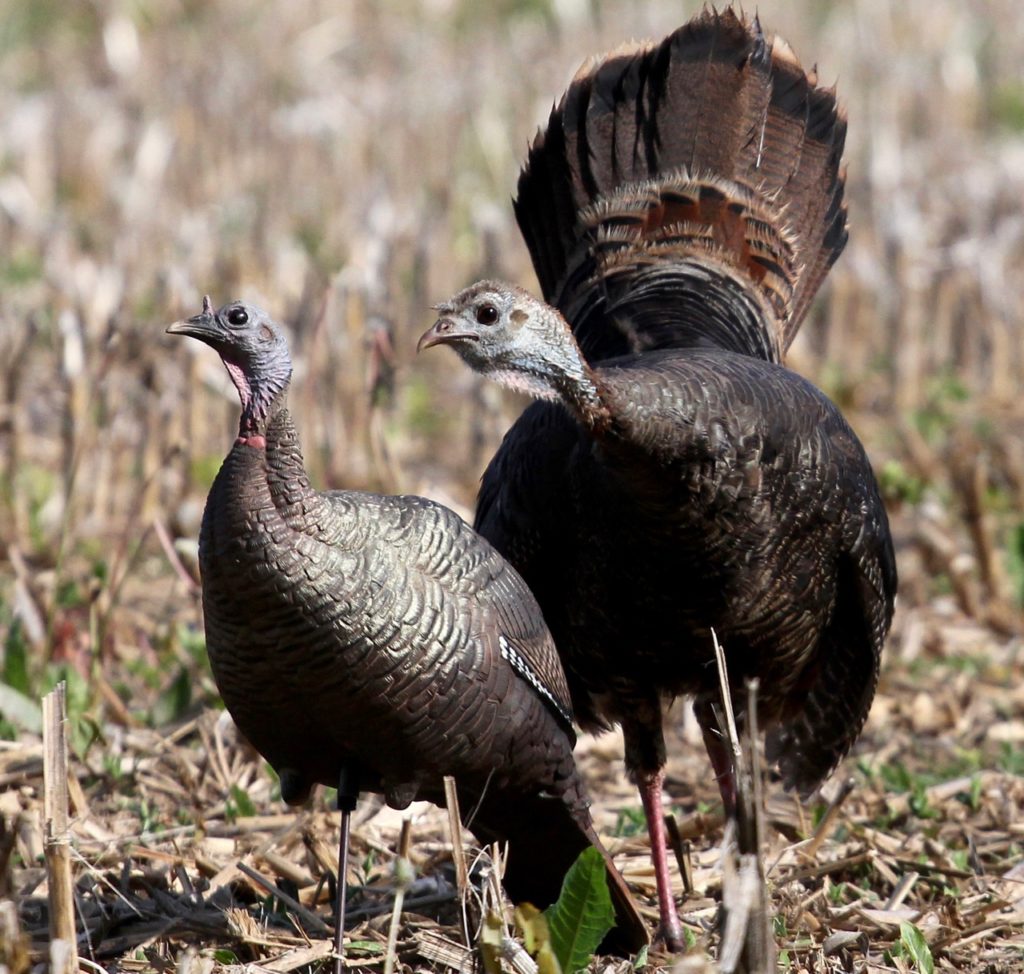6 crucial lessons turkey hunters can learn from observing hens • Outdoor Canada