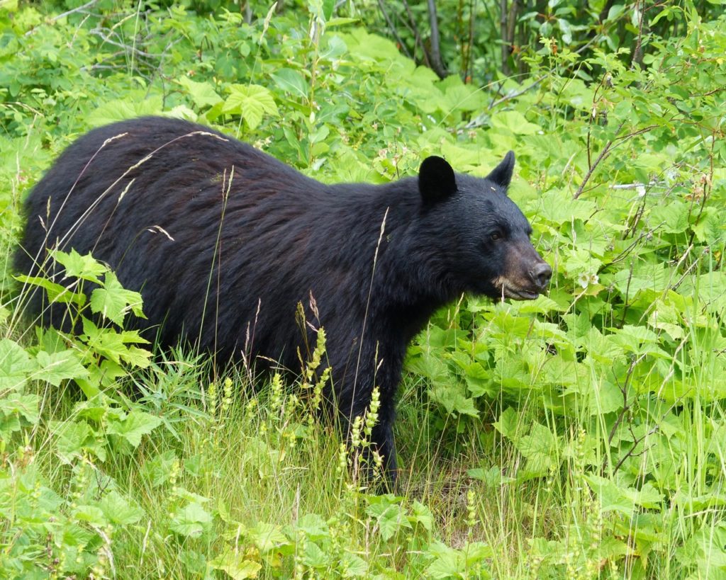 The importance of reinstating Ontario’s spring black bear hunt