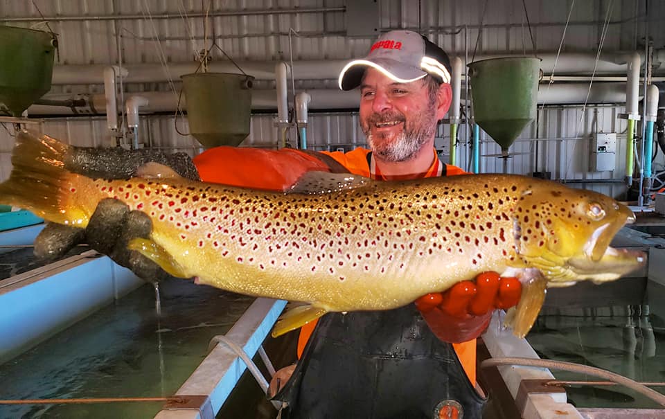 What hatcheries are teaching us about brook, brown and rainbow