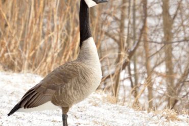 Sous Vide Goose: A boneless breast prepared to tender perfection