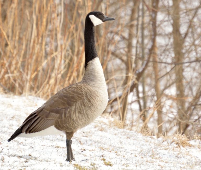 Hunting lateseason Canada geese? Try these expert scouting strategies