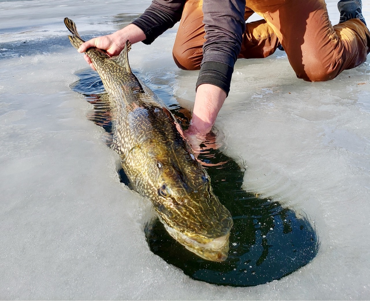 How to make an on-ice livewell for perfect live releases • Outdoor