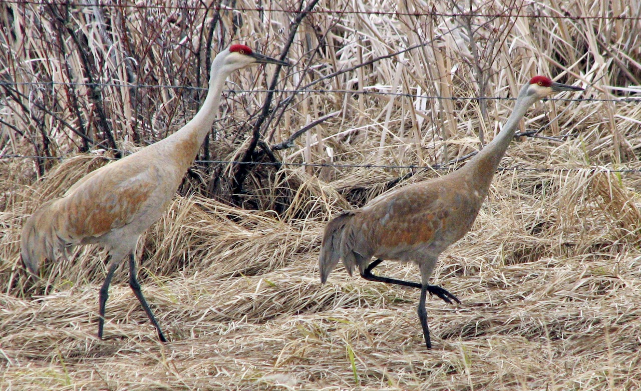 Why Alberta needs better reasons to launch a sandhill crane hunt