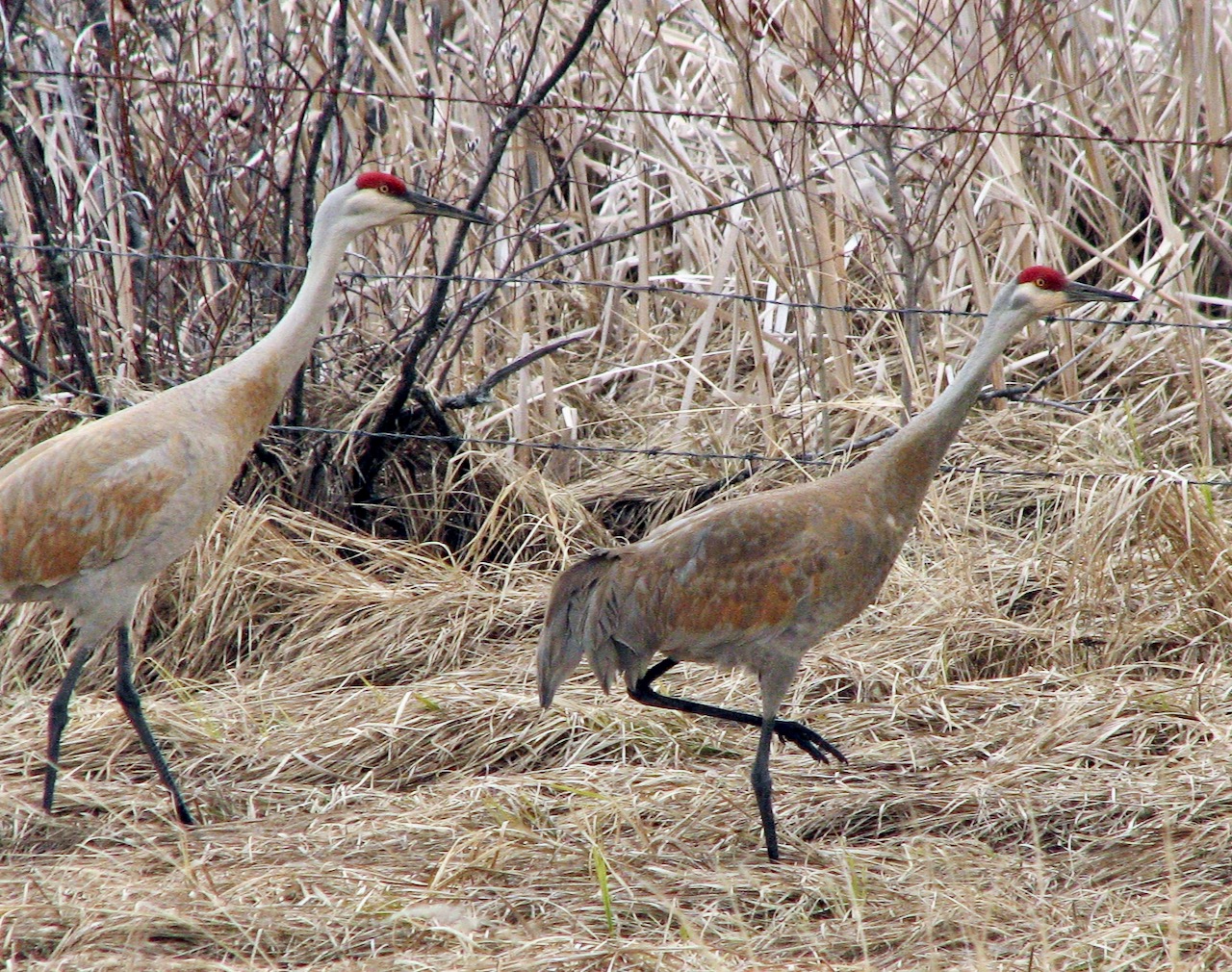 Why Alberta needs better reasons to launch a sandhill crane hunt