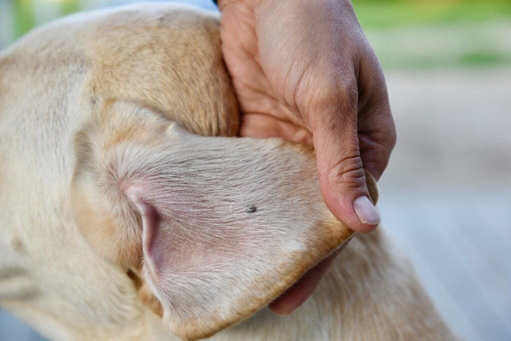 Dog tick on sales dog