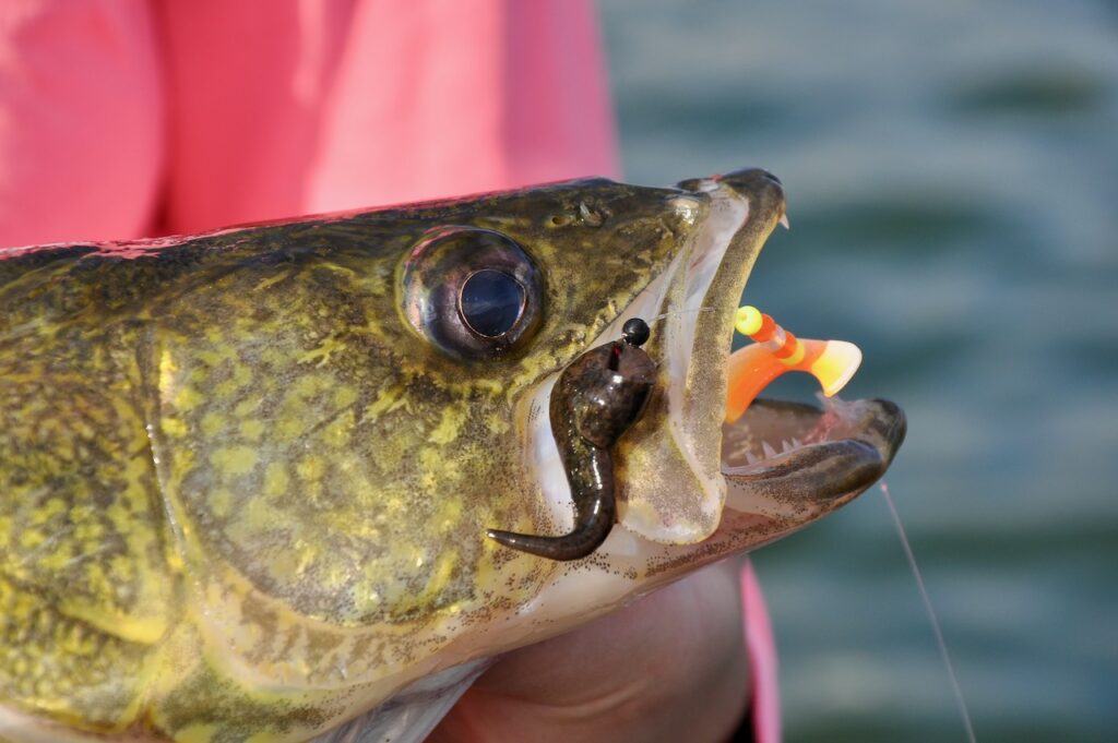 Bottom-bouncing for walleye: Your complete guide to this classic technique  • Page 3 of 3 • Outdoor Canada