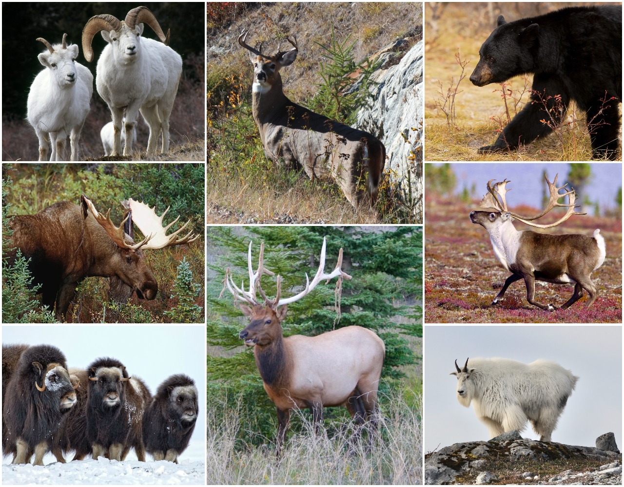 2021 Canadian big-game hunting forecast: Hot spots for deer, moose, elk,  bear and more • Page 10 of 13 • Outdoor Canada