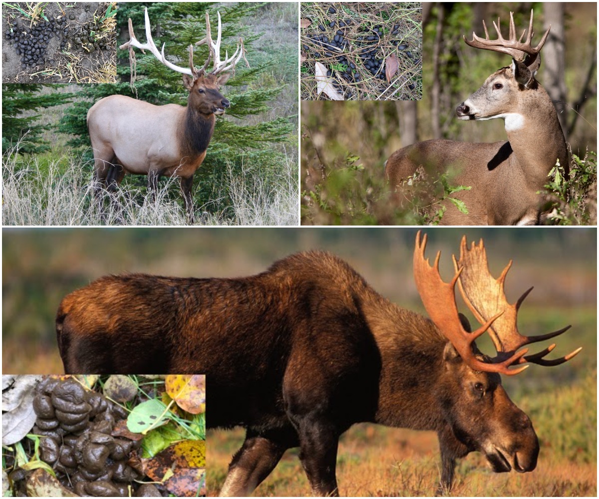 What hunters need to know about reading tracks and scat • Page 7 of 9 • Outdoor Canada