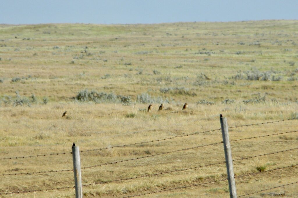 Alberta Fish and Game Association plans to continue its grassland