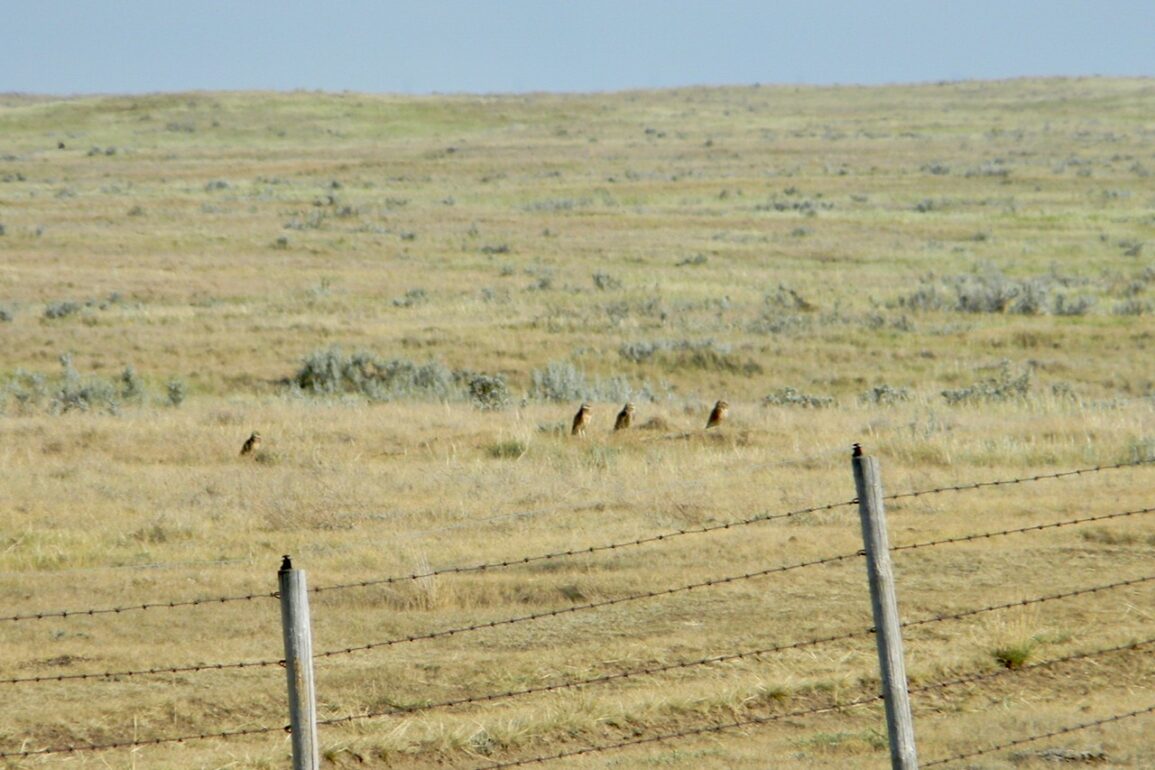 Alberta Fish and Game Association plans to continue its grassland
