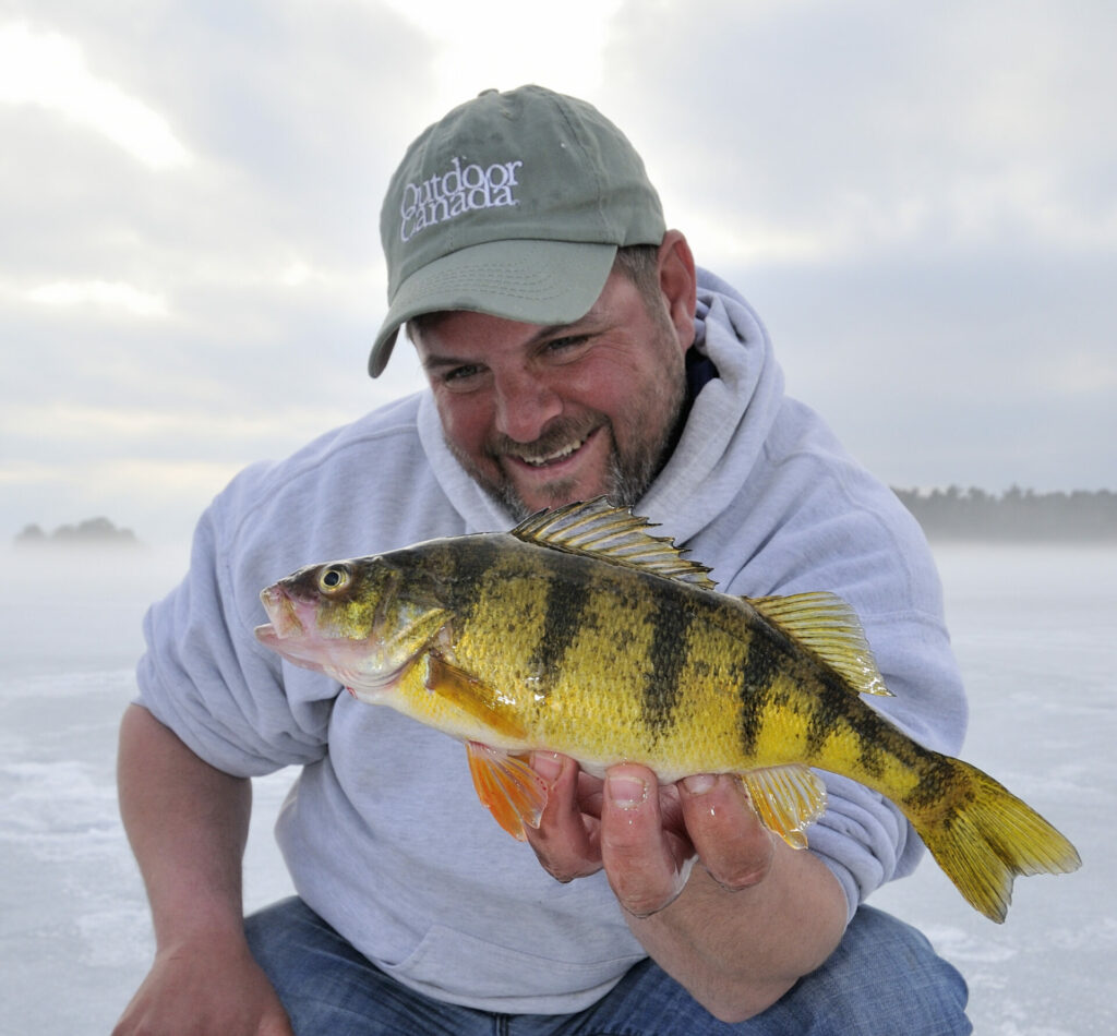 Why female perch are so much bigger and more aggressive in winter • Outdoor  Canada