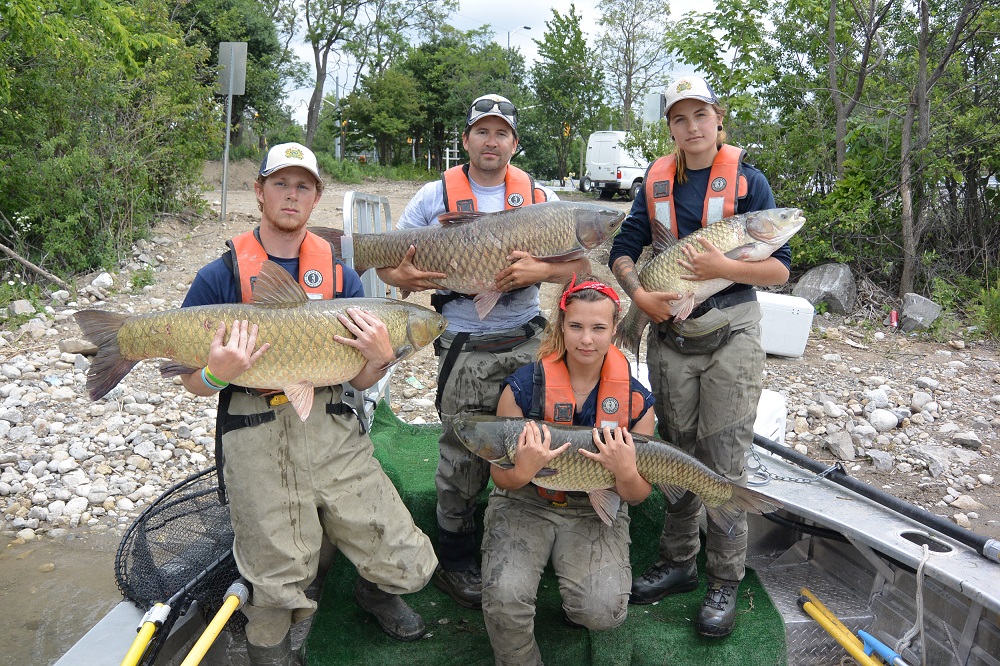 Canadian anglers need to be extra vigilant about invasive grass carp.  Here's why • Outdoor Canada