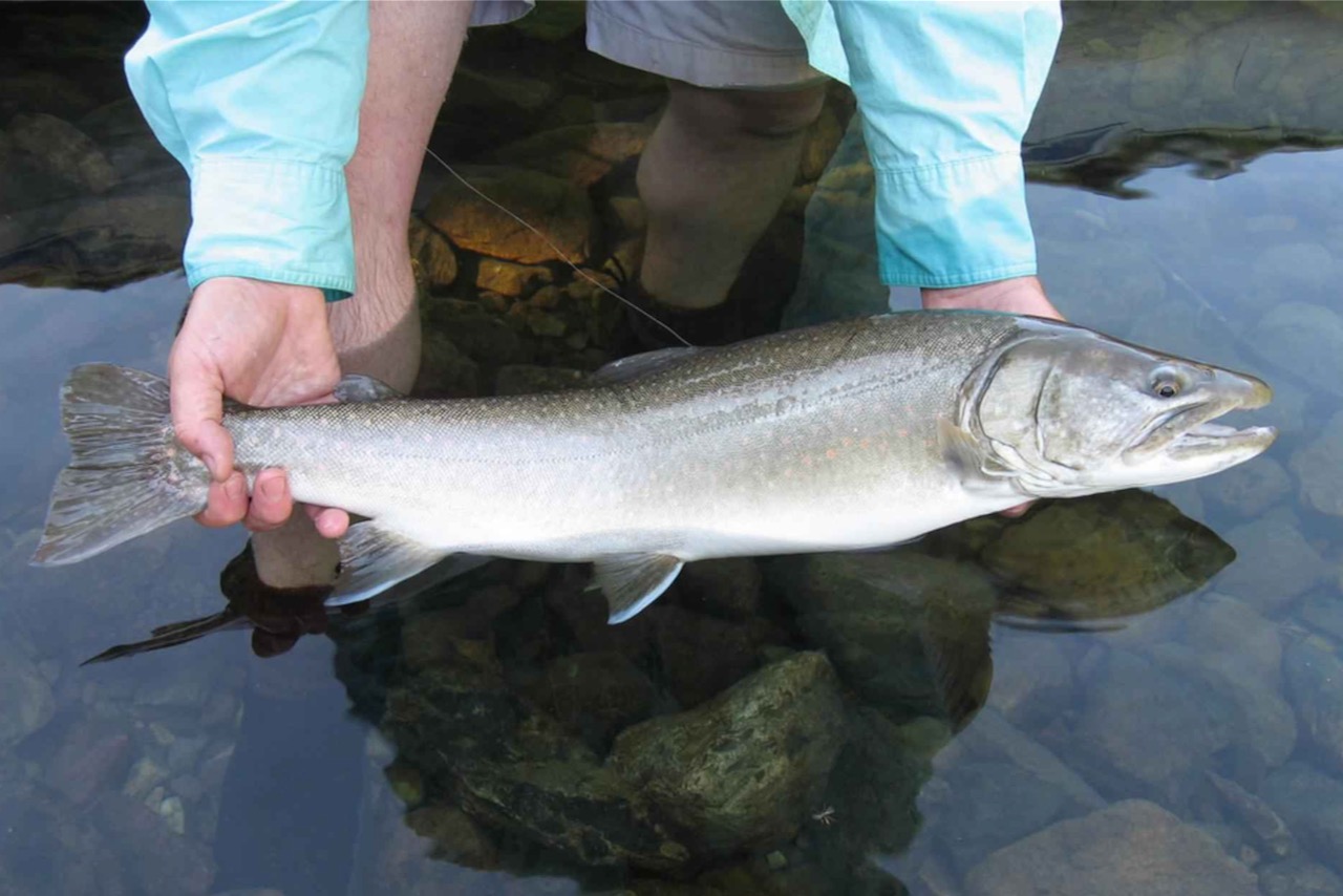 To save Alberta's bull trout, is it time to stop fishing for them? •  Outdoor Canada