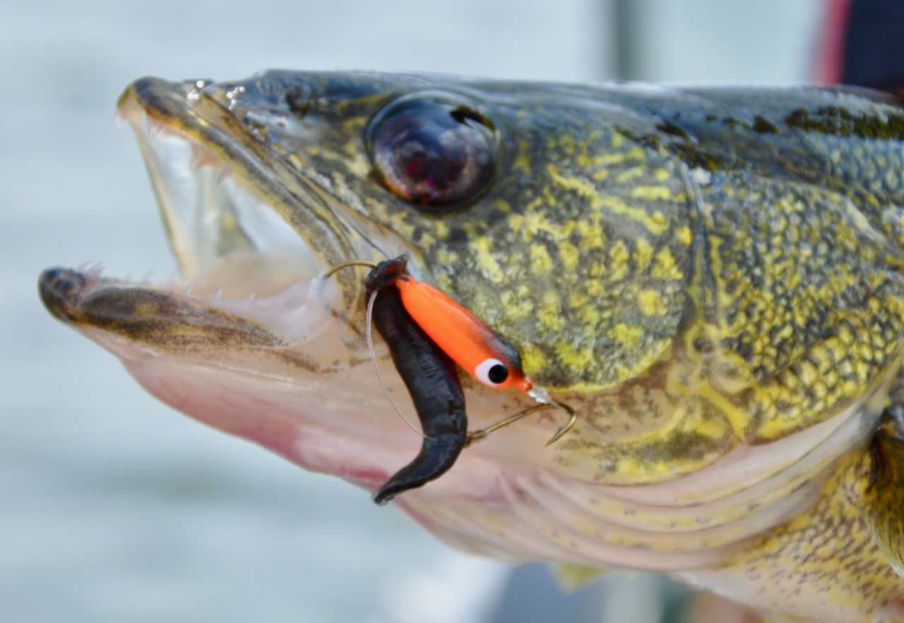 Leeches are one of the all-time great baits. Here's how to fish