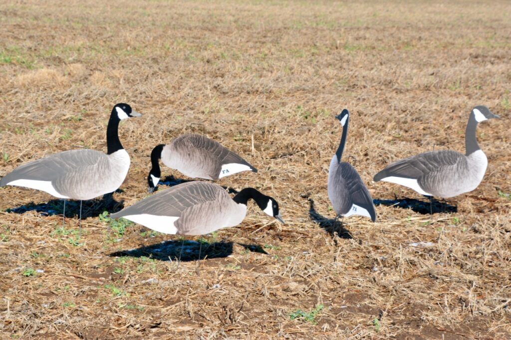 How to make deadly waterfowl spreads using silhouette decoys • Outdoor