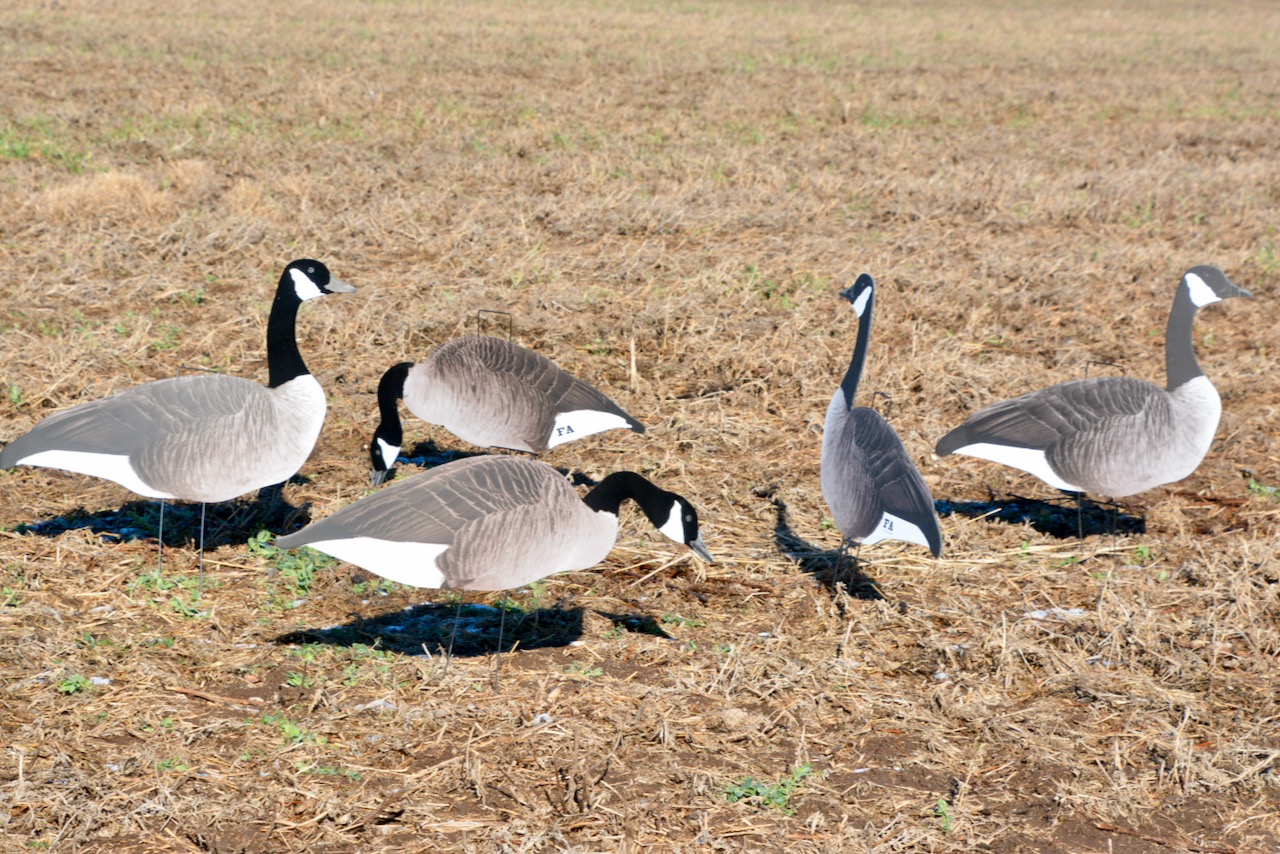 How to make deadly waterfowl spreads using silhouette decoys