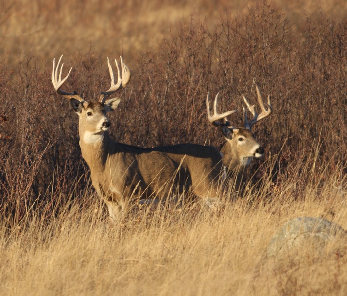 Outdoor Canada's 50 top tips, tricks and tactics for hunting white-tailed  deer • Page 4 of 6 • Outdoor Canada