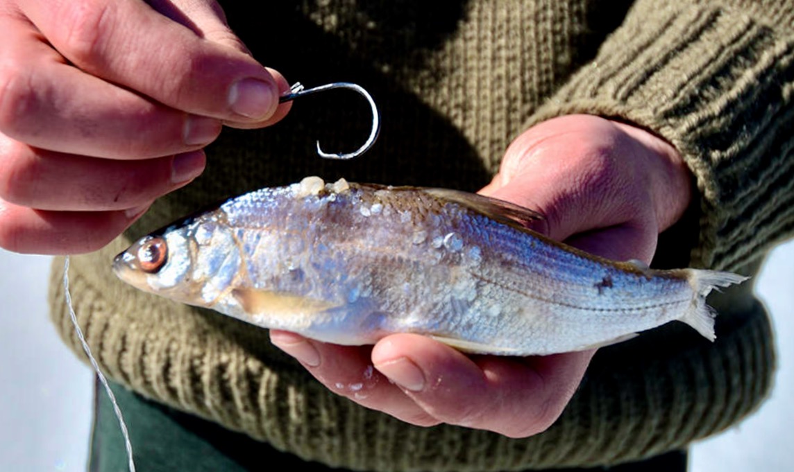 Ice-fishing Friday: 5 must-know strategies for catching giant