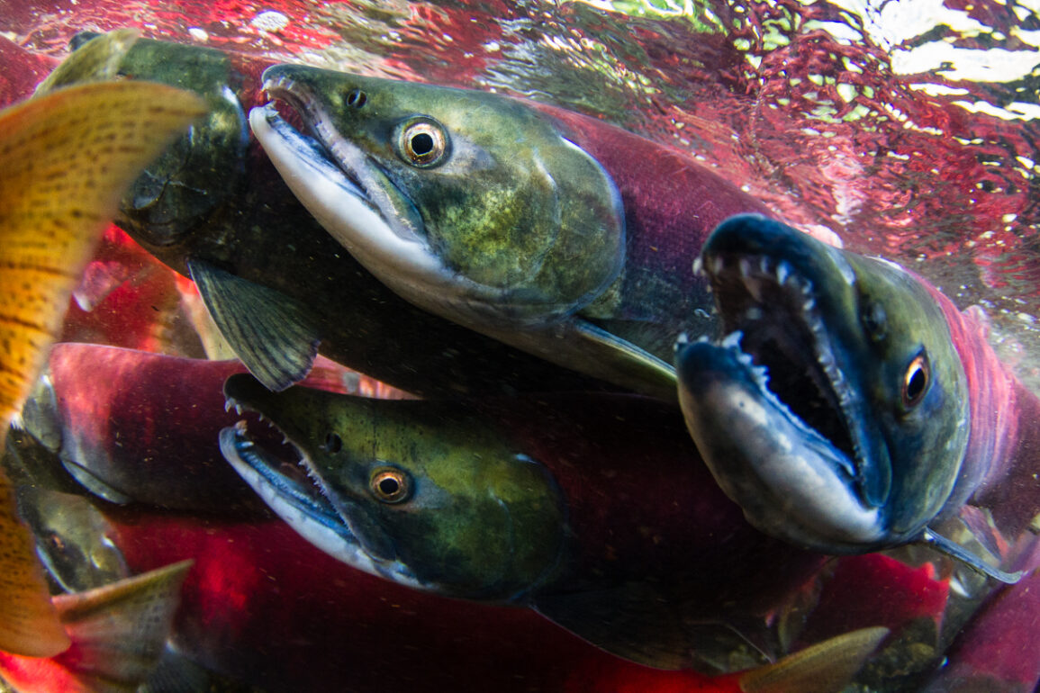 Opinion To help recover B.C.’s Pacific salmon, we need to rethink