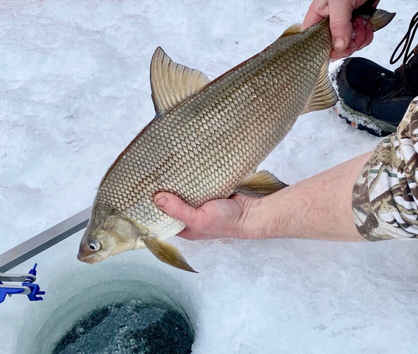 Essential tips and tactics for catching whitefish all winter long