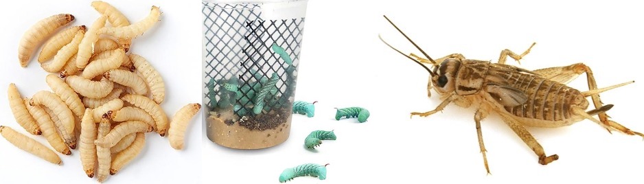 Pet store with crickets near best sale me