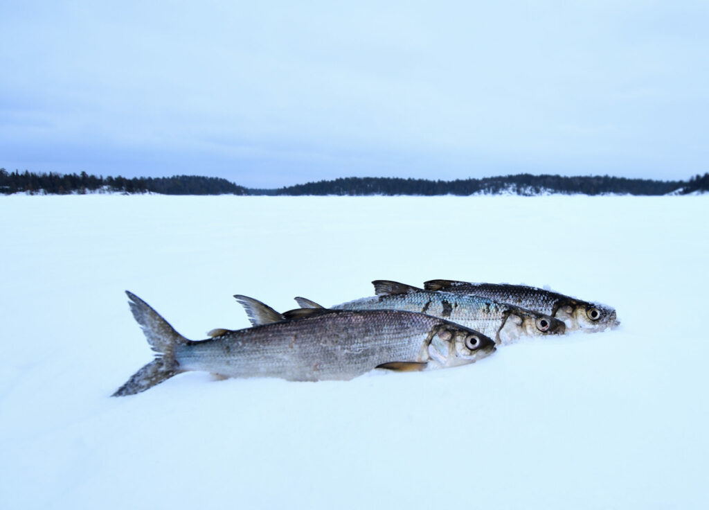 Finding ciscoes can help you catch more giant walleye, lake trout