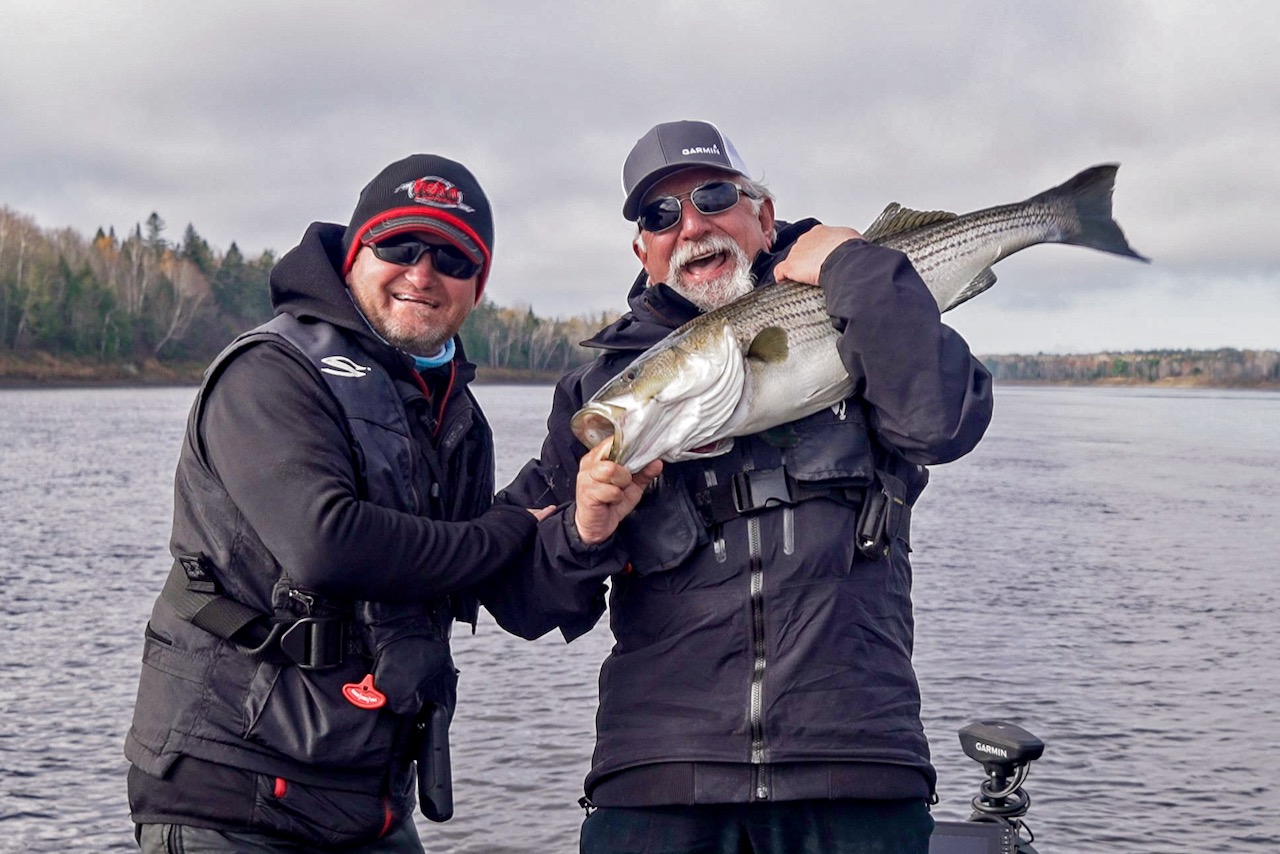 Miramichi striped bass